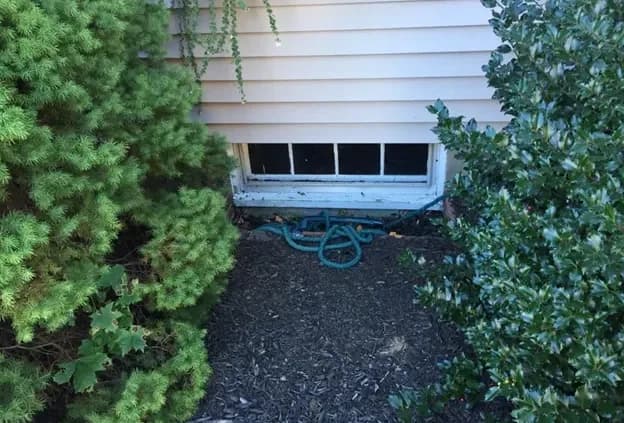 A small basement window is surrounded by green shrubs and a coiled garden hose lying on mulch. The scene suggests a suburban, calm backyard setting.