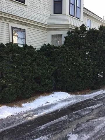 A large Victorian-style house with light grey siding and dark trim partially hidden by dense, large evergreen bushes. Snow covers the ground lightly.