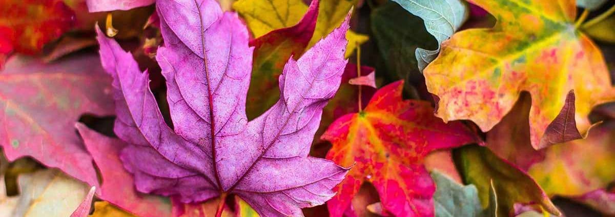 A vibrant mix of colorful autumn leaves in shades of pink, red, yellow, and green, creating a lively, textured pattern that evokes a warm fall atmosphere.