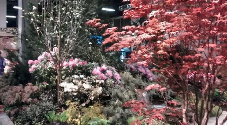 A vibrant garden display with trees and bushes in fall colors. Bright red leaves and pink blossoms create a lively and serene atmosphere.