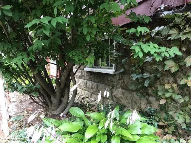 A lush garden scene features a tree with dense green leaves next to a stone wall. Hostas with white flowers and ivy add a tranquil, natural feel.